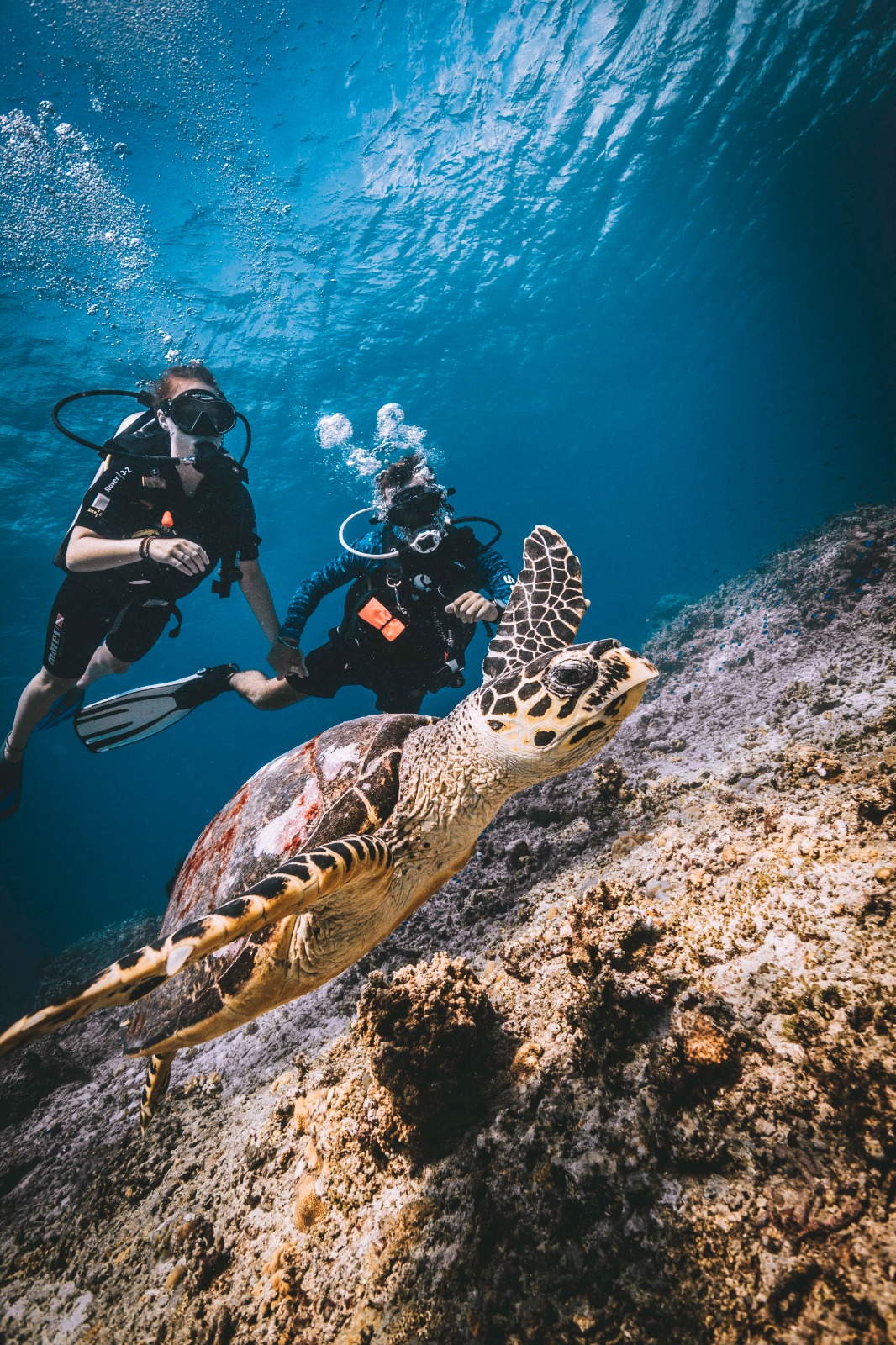 Dpm Diving Gili Trawangan