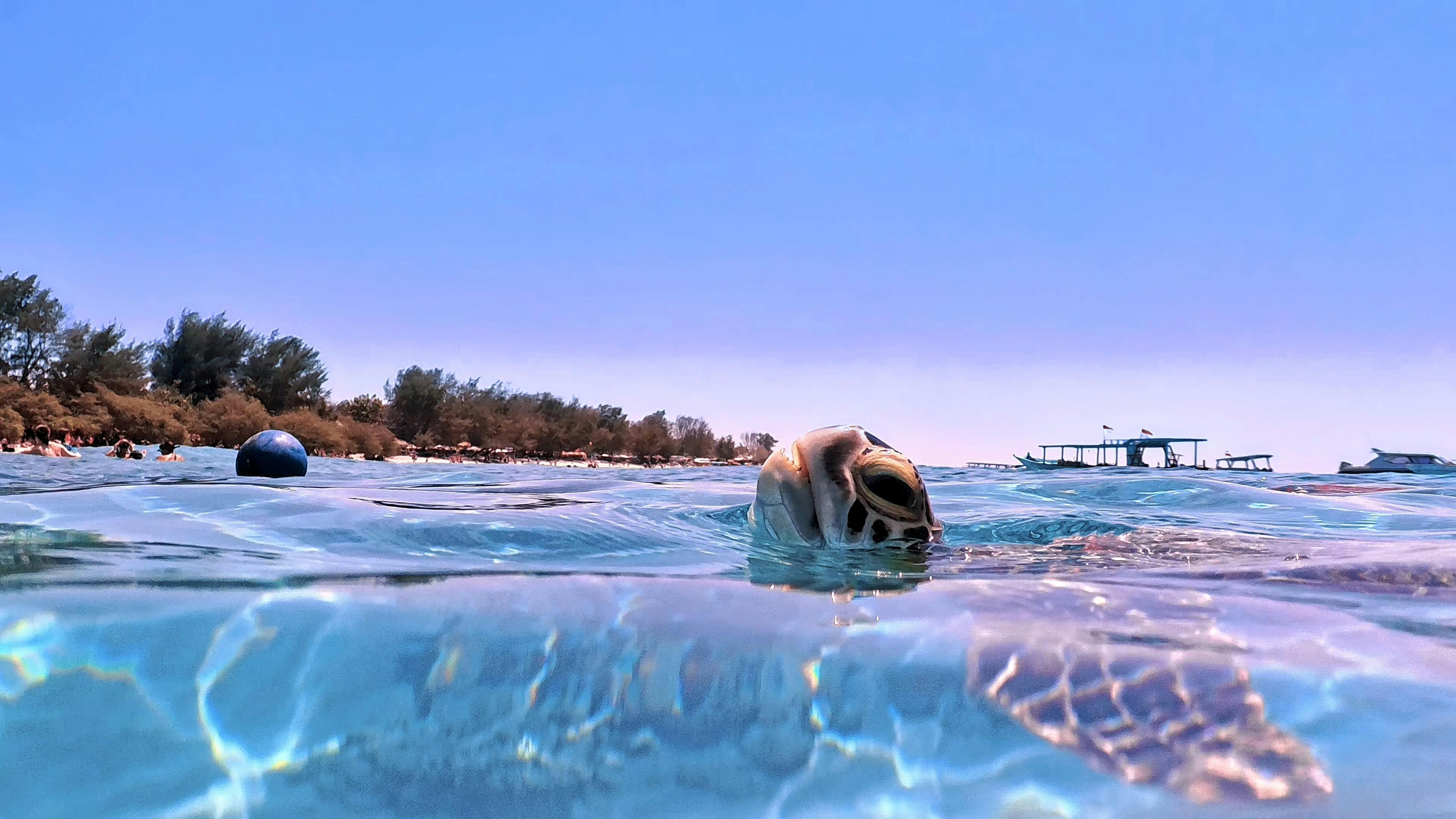 Dpm Diving Gili Air