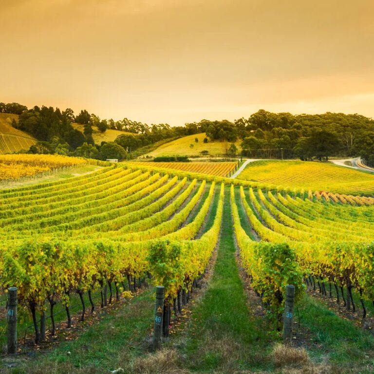 Hills Luxury Day Tours