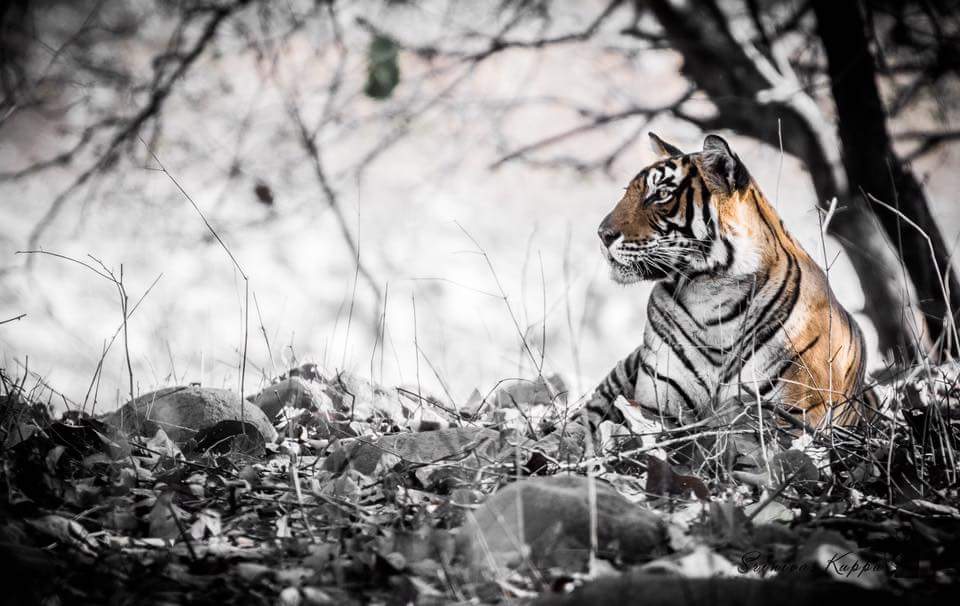 visit2ranthambhore