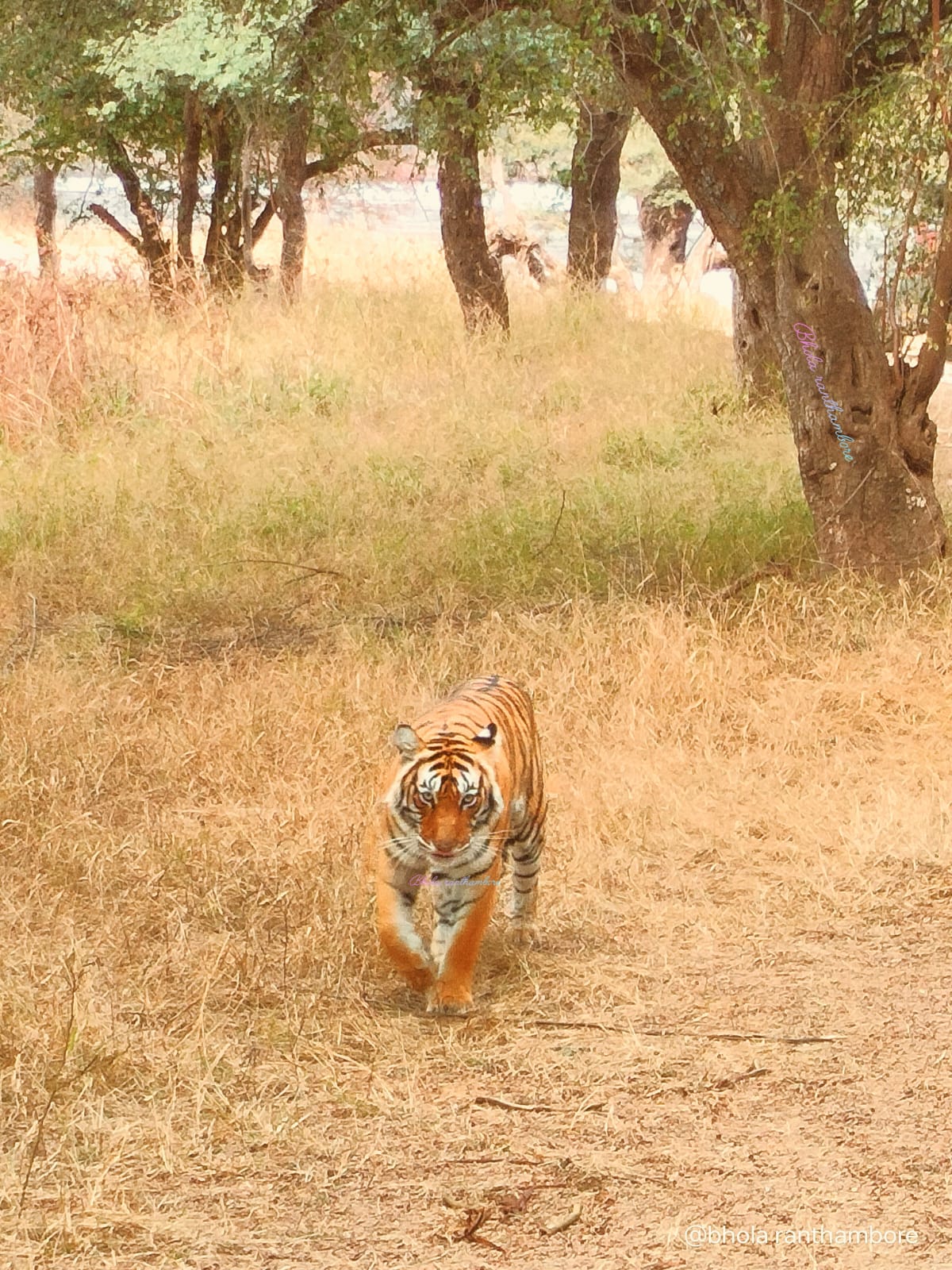 visit2ranthambhore