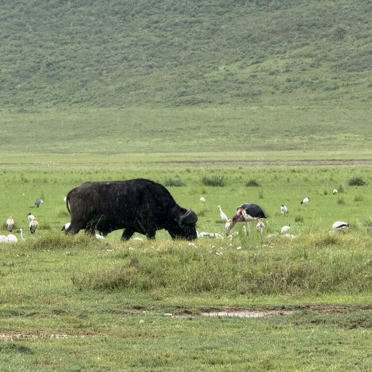 Lets wander Tanzania