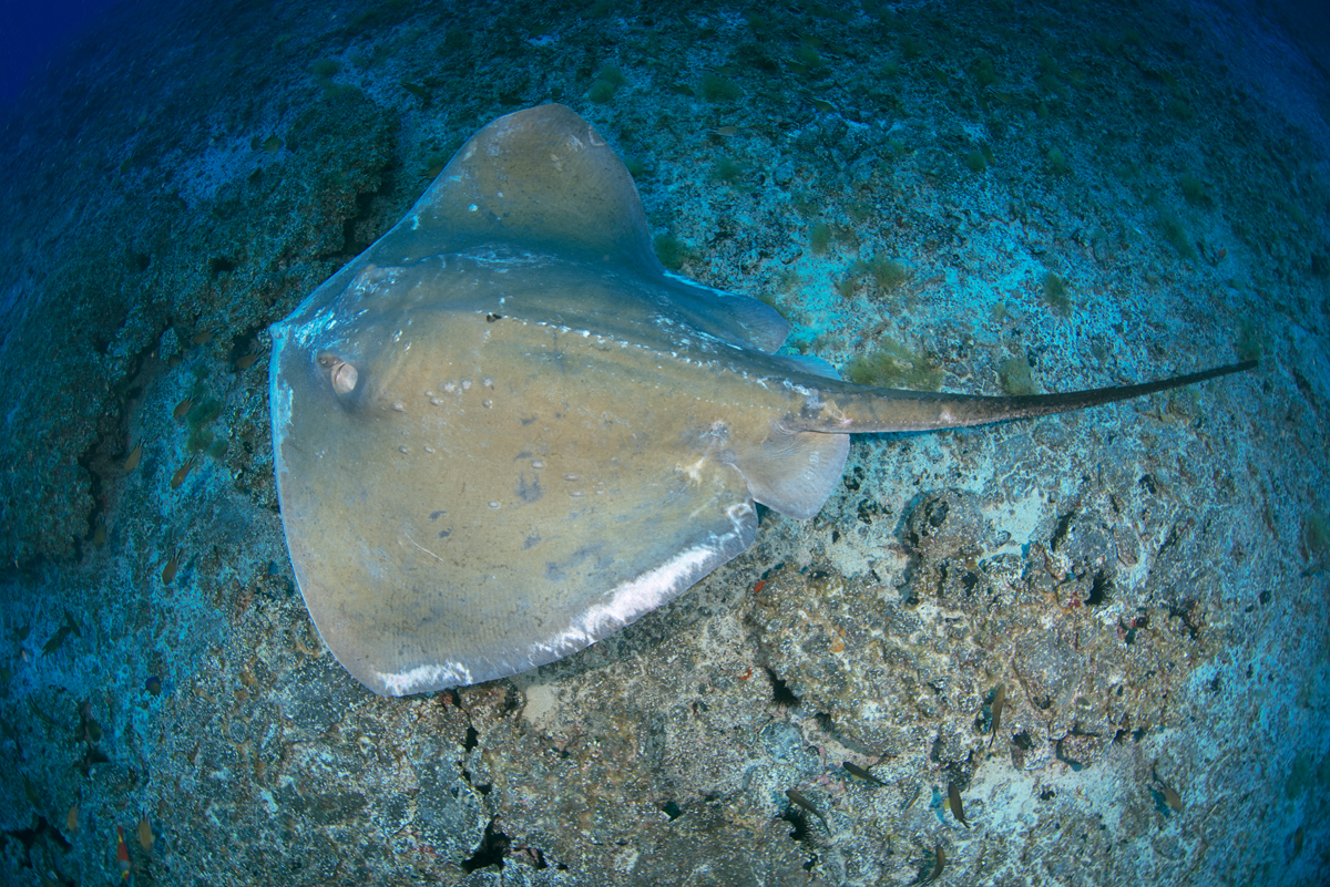 Punta Amanay Diving Center