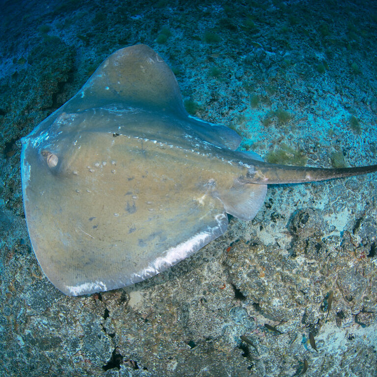 Punta Amanay Diving Center