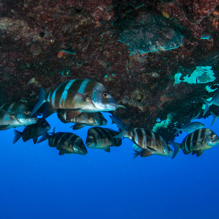 Punta Amanay Diving Center