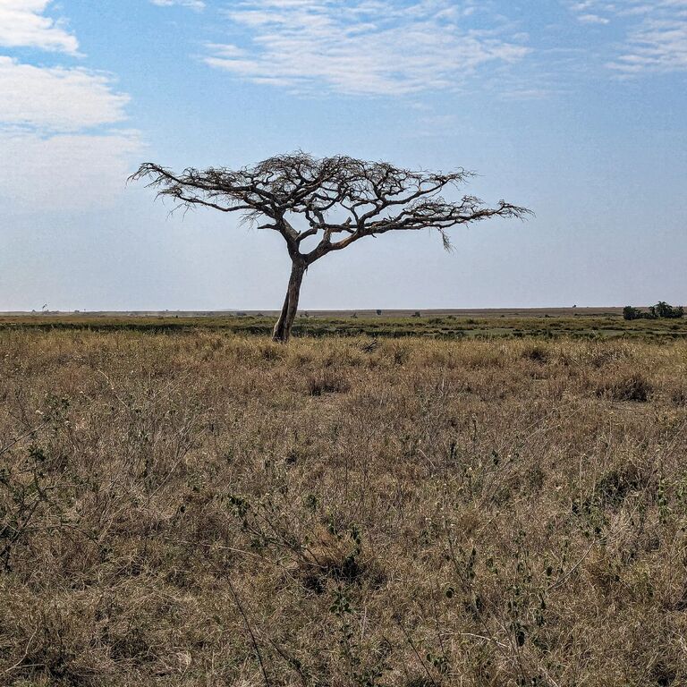 Adam Safari Guide