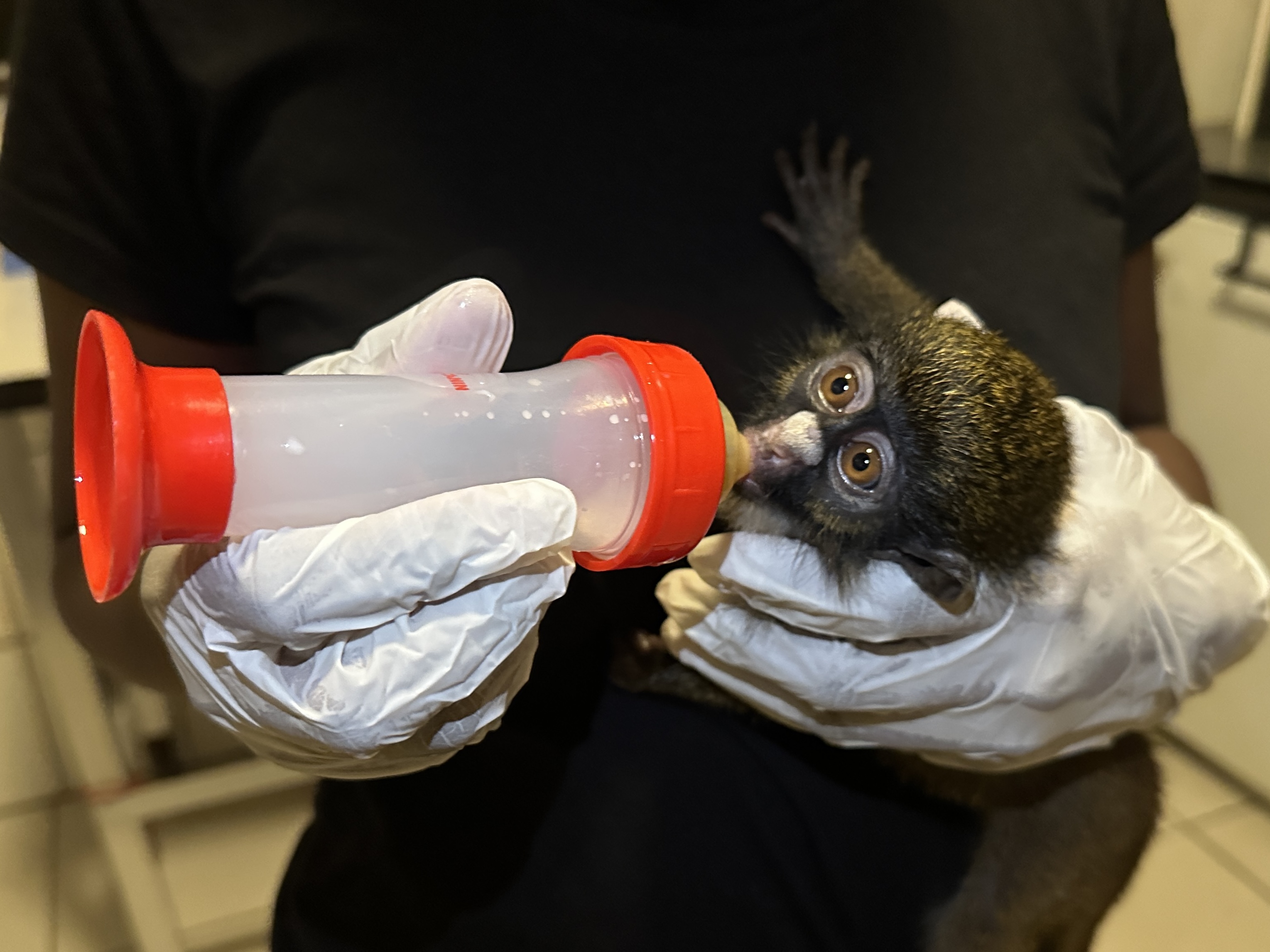 Libassa Wildlife Sanctuary