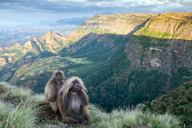Discover Simien Tours