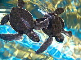 Sea Turtle Conservation