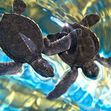 Sea Turtle Conservation