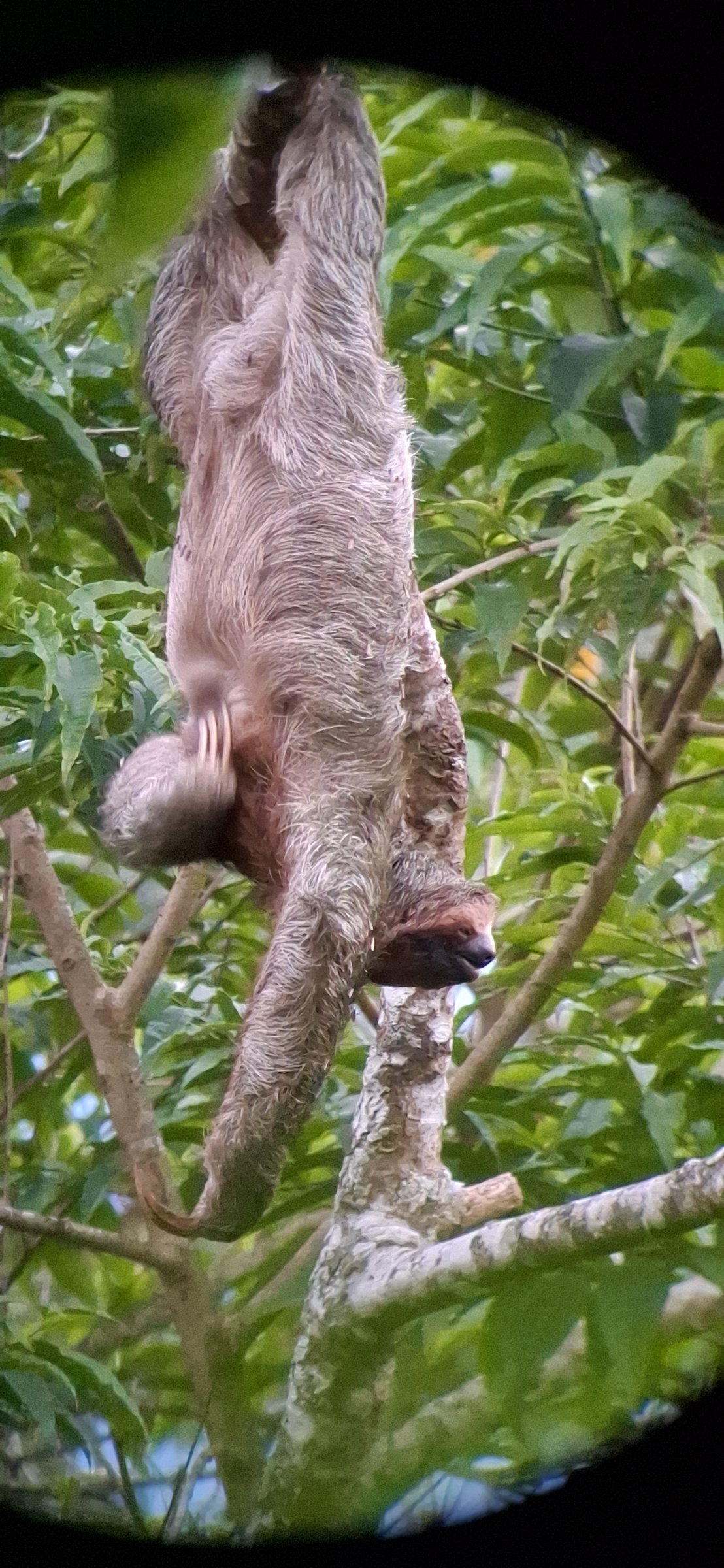Bijagua Wildlife Tours
