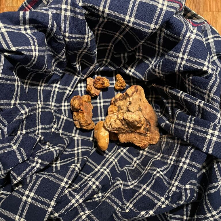 Truffle Experience