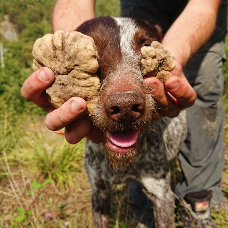 Truffle Experience
