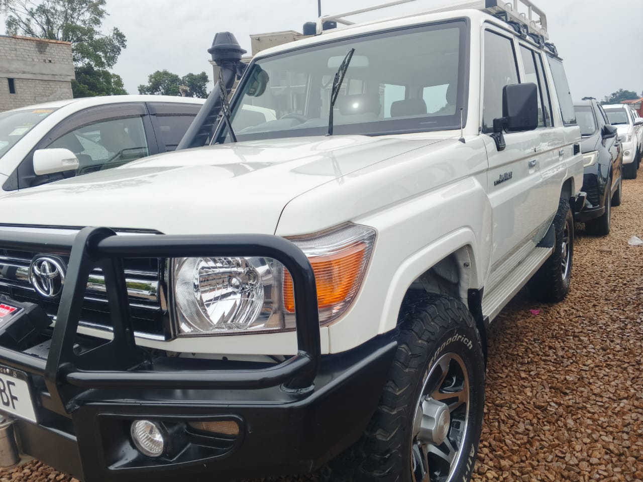 Black pelican safaris