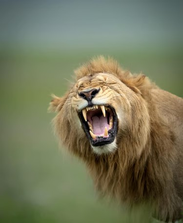 Amani Expeditions Limited