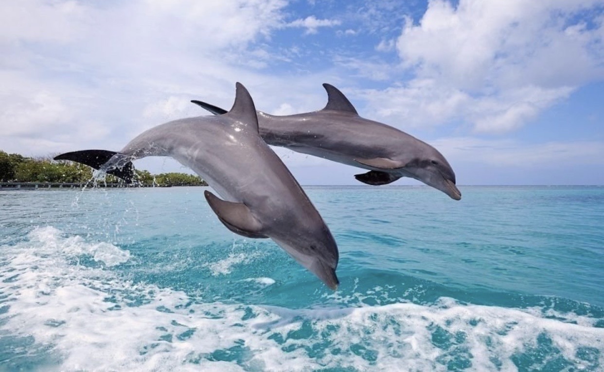ZanziPride tours & Safaris