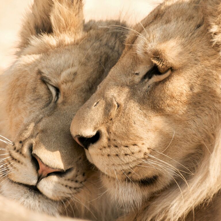 ENGAGI SAFARIS