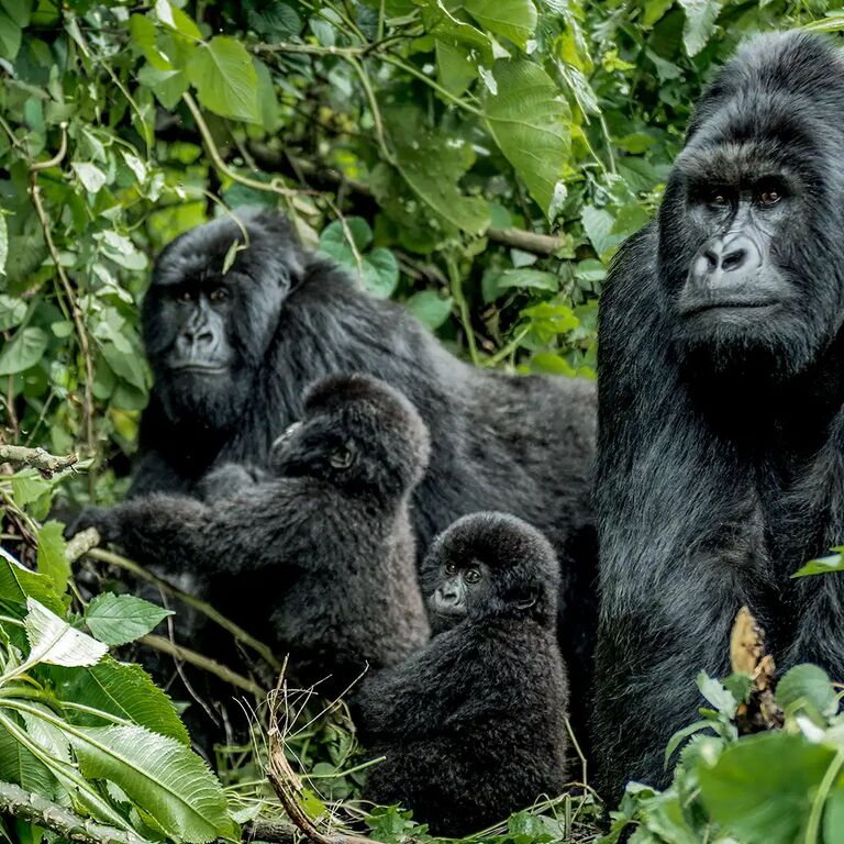 ENGAGI SAFARIS