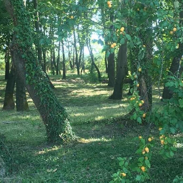 ALSOS VELVENTOU