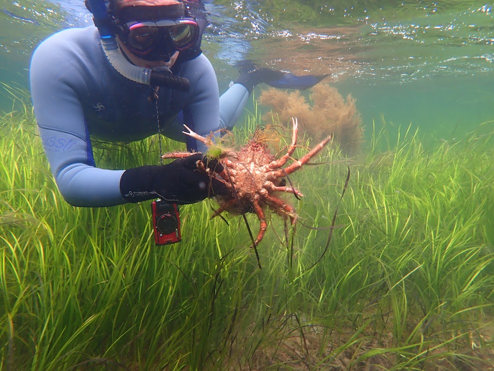 Sea Synergy Marine Awareness & Activity Center