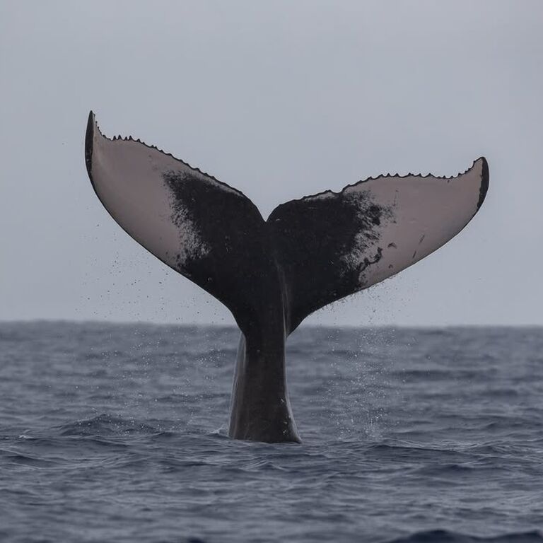 tahiti iti diving