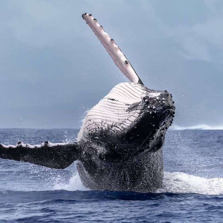 tahiti iti diving