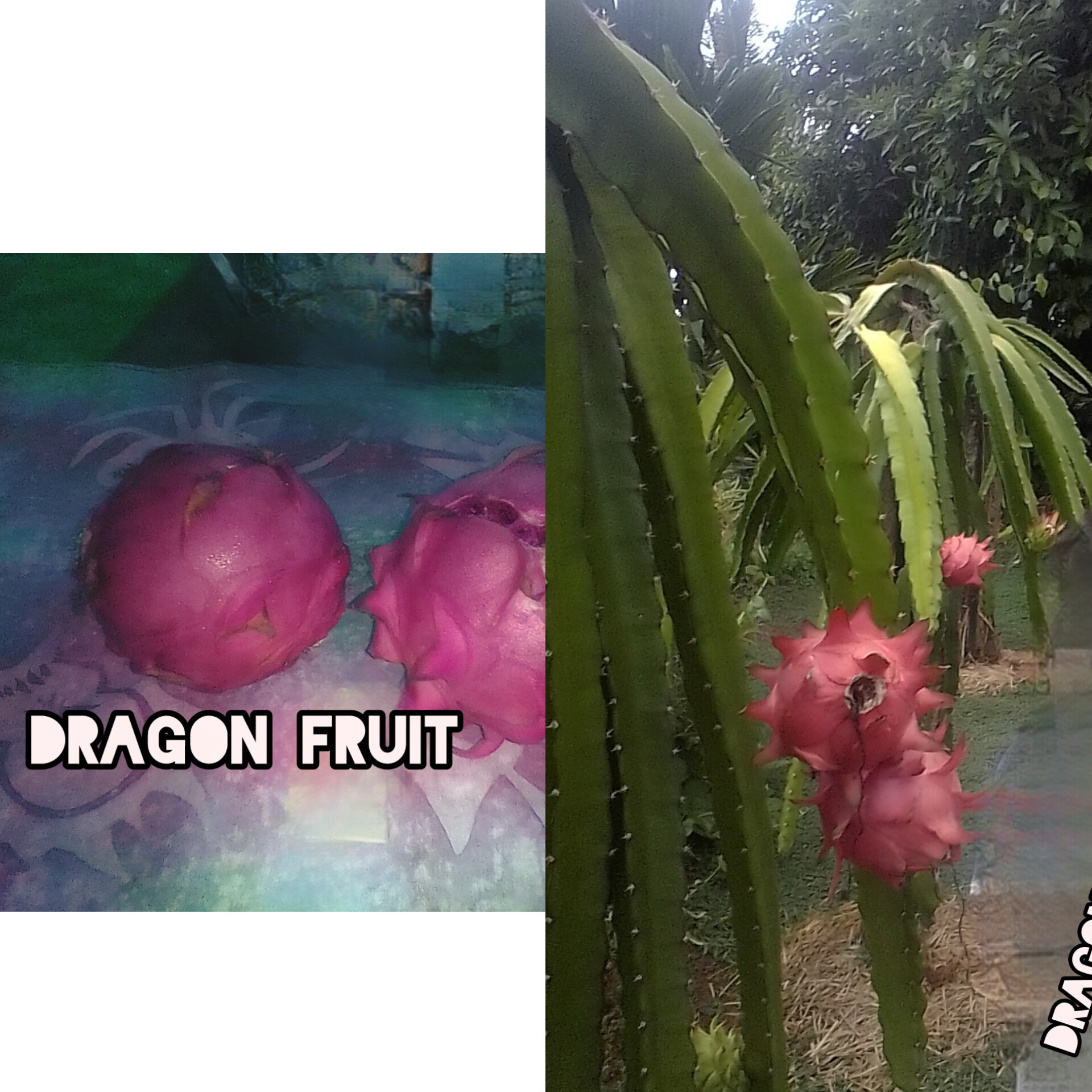 Milne Bay Paradise Experience