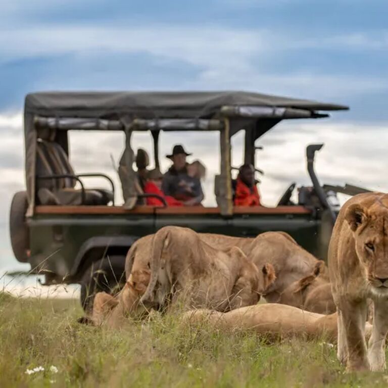 Tribes Gorilla Trekking Tours