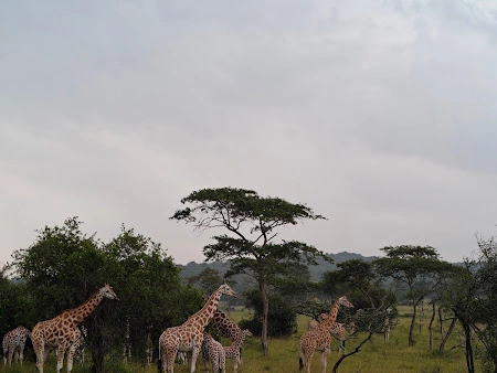 Enjobe Safaris