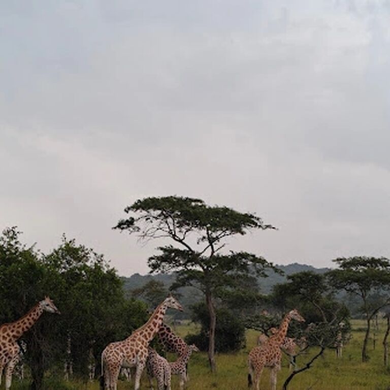 Enjobe Safaris