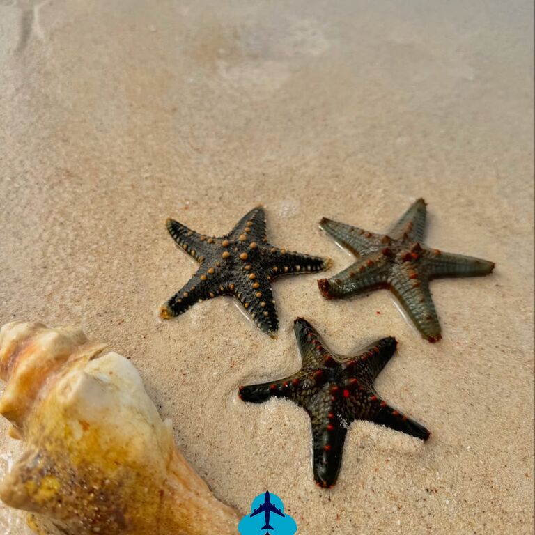 Island and Safaris Co