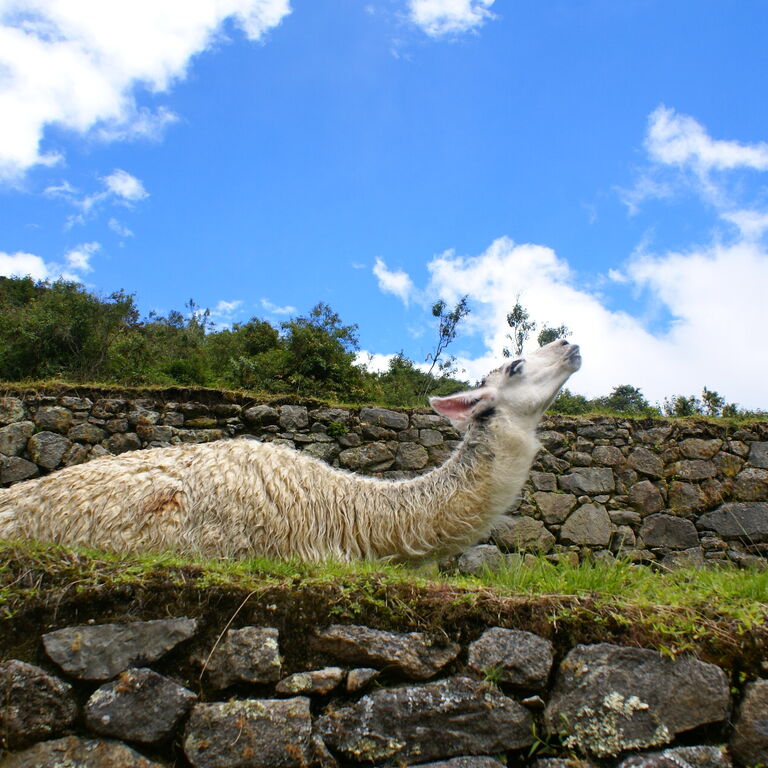 Machupicchu Full day tour
