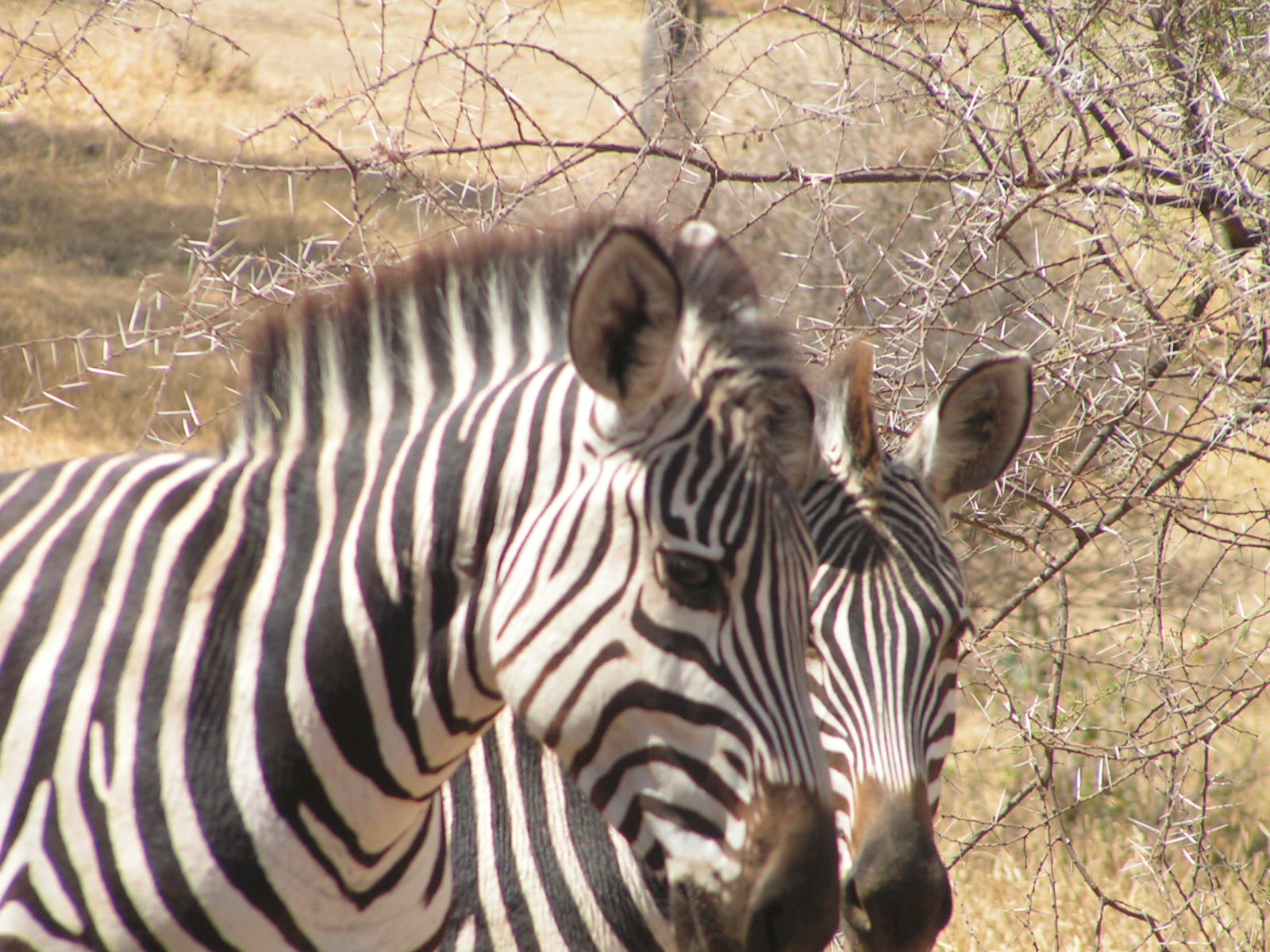 Elevate Trekking and Safaris