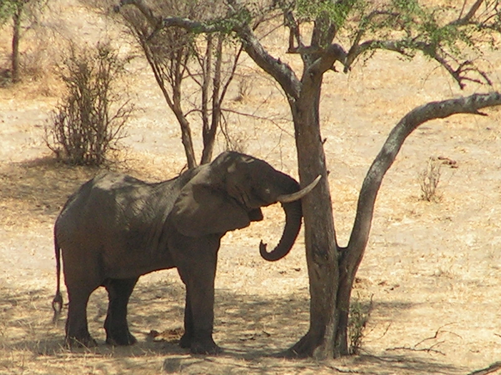 Elevate Trekking and Safaris