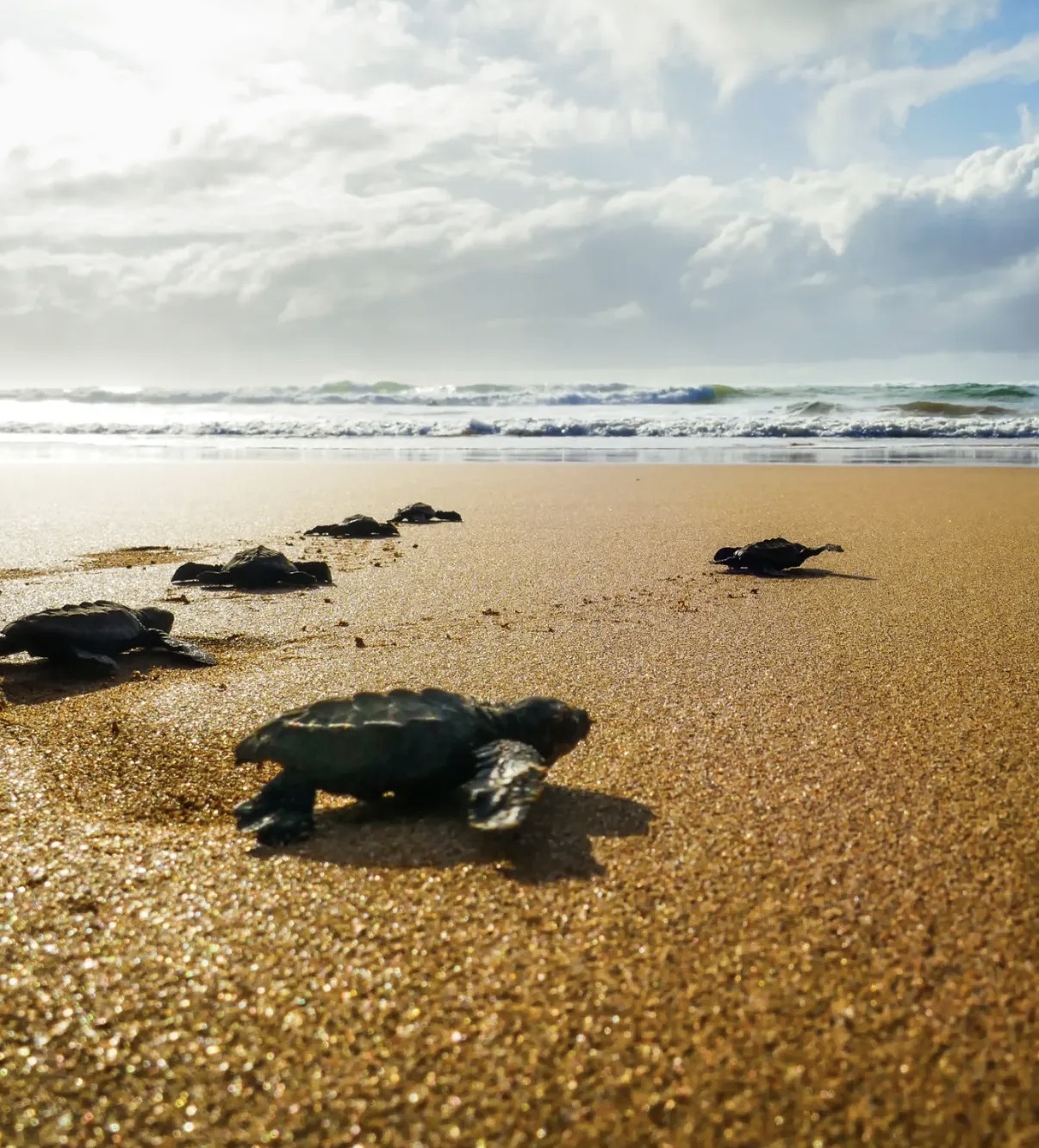 Loshe’s Surf School