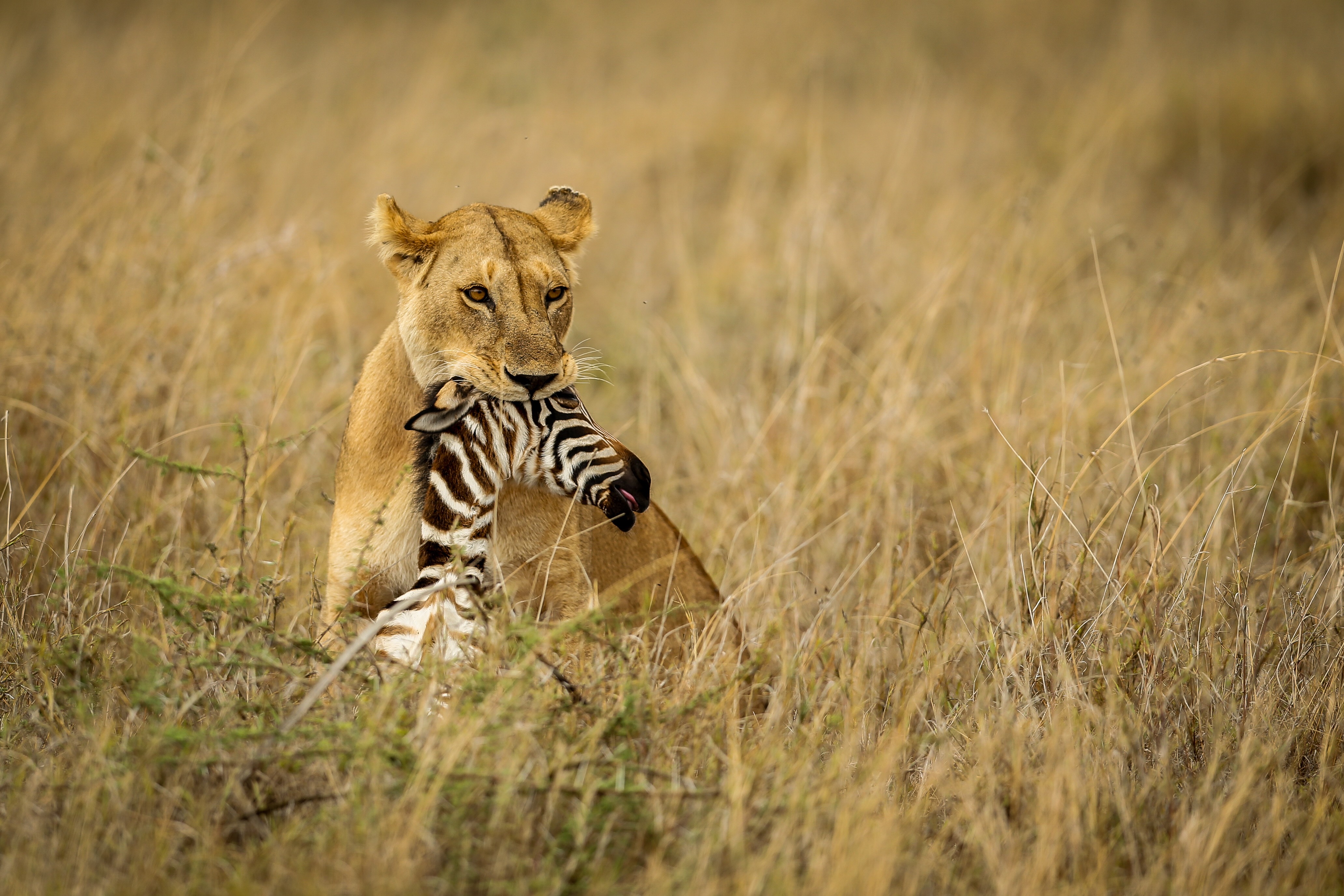 Lifestyle Safaris & Holidays