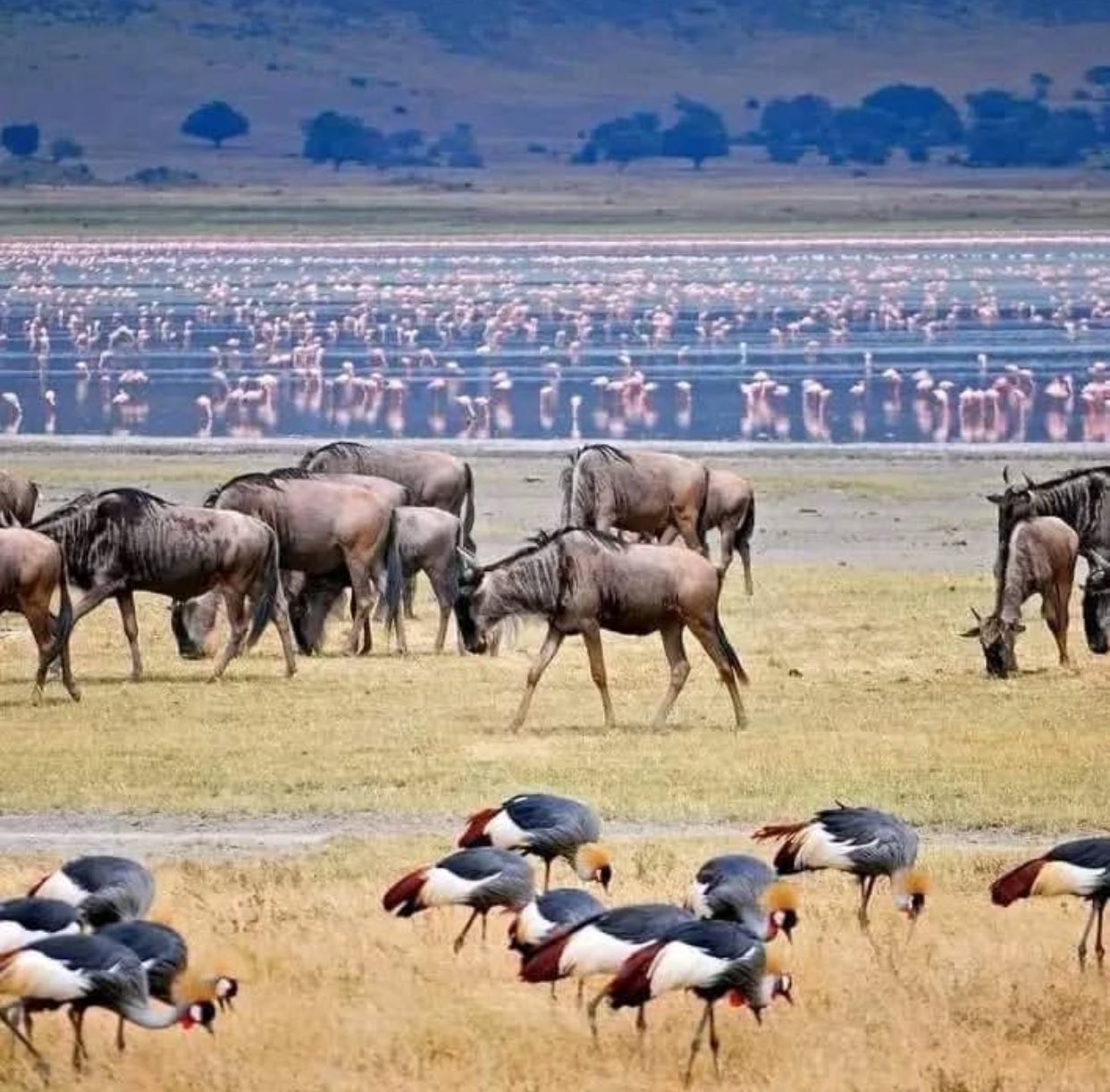 Tanzanholiday Safaris Ltd