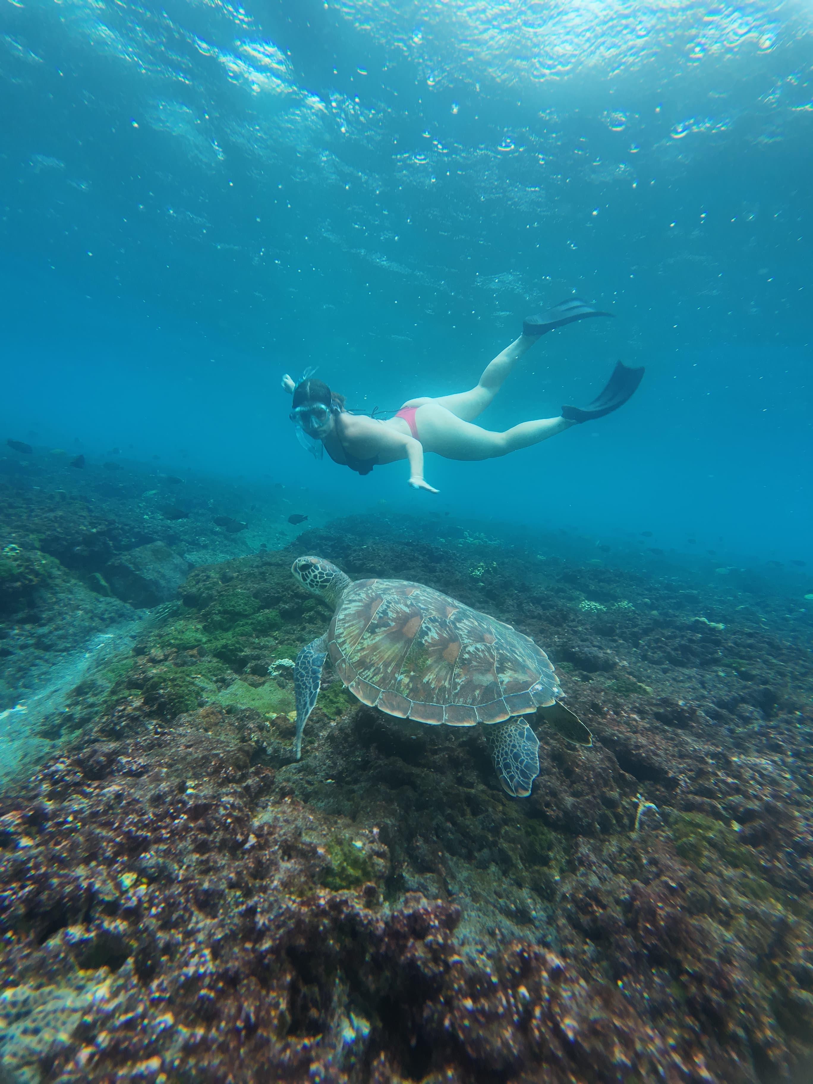 Nusa Penida Tour & Snorkeling