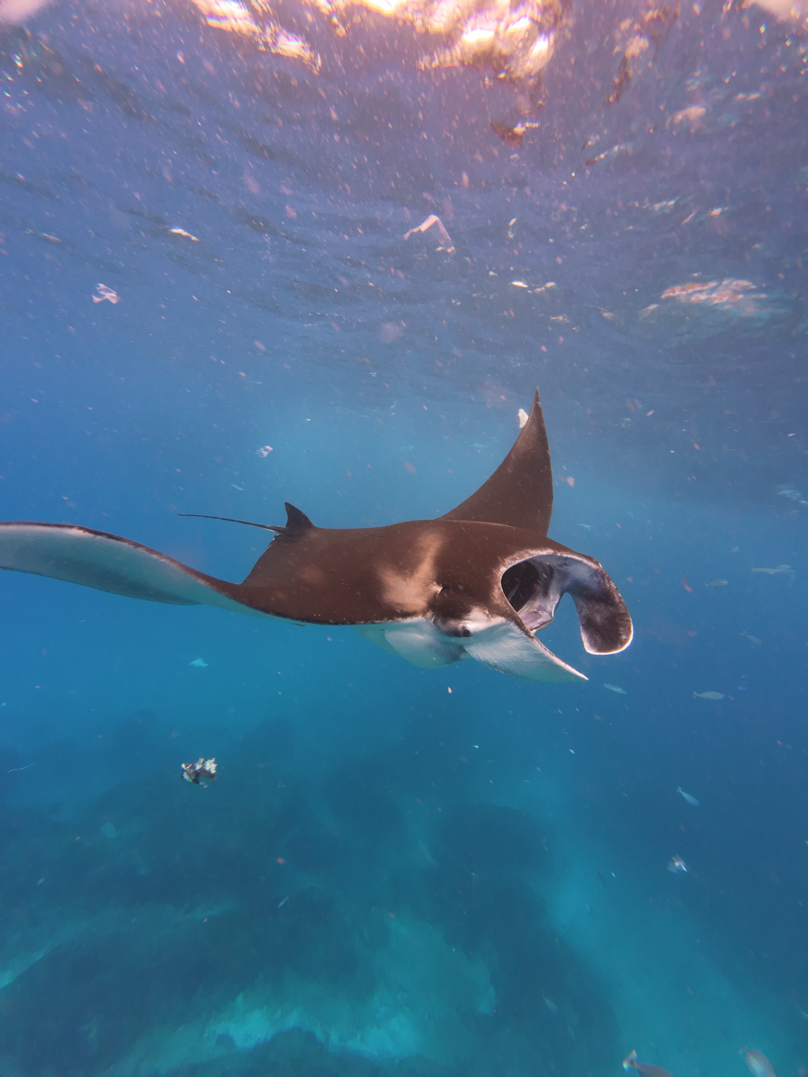 Nusa Penida Tour & Snorkeling
