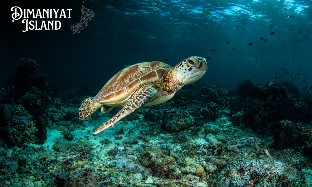 Horizon Travel and Tourism