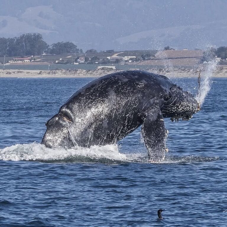 Discovery Whale Watch