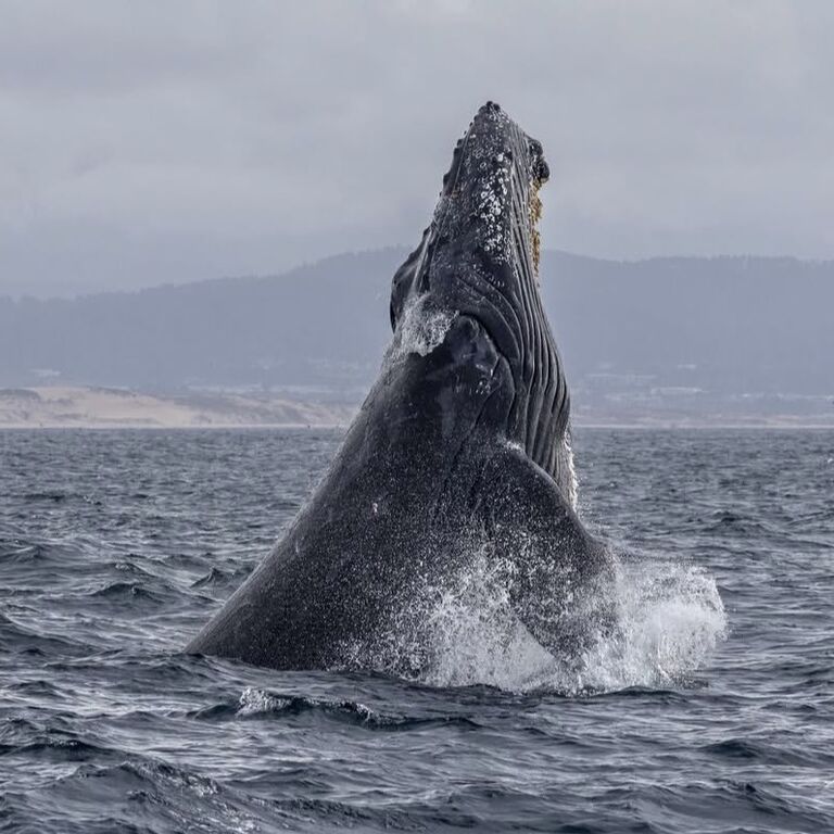 Discovery Whale Watch