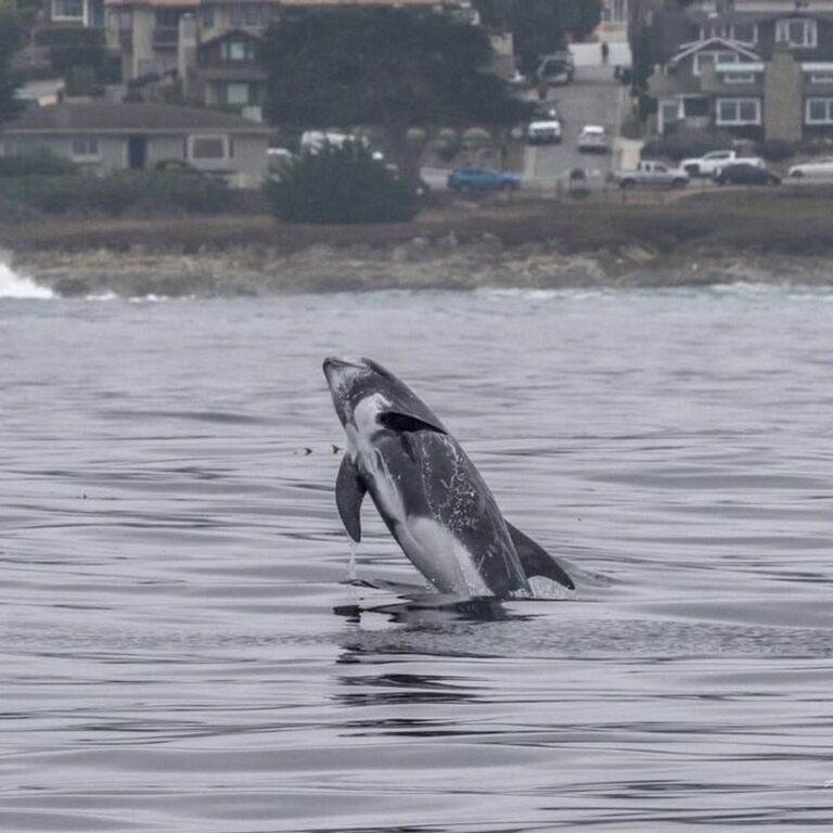 Discovery Whale Watch