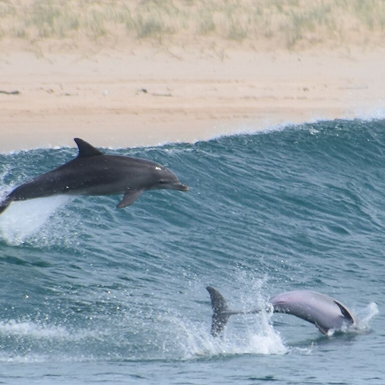 Whale Watch Experience