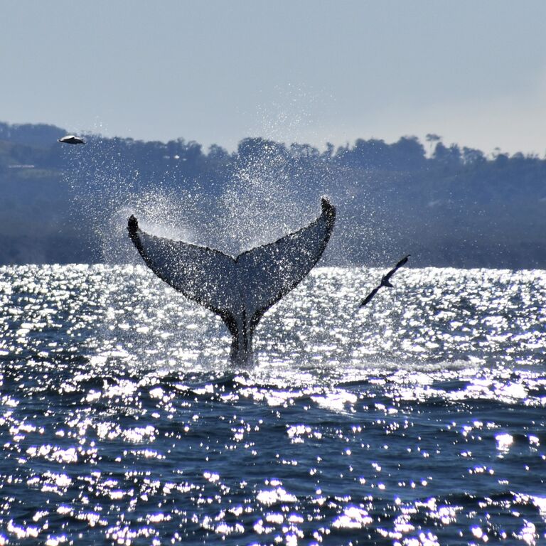 Whale Watch Experience