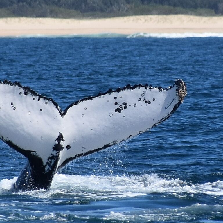 Whale Watch Experience