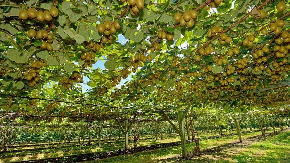 Tauranga Cruise and Tour Ltd