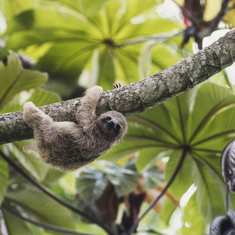 AMAZING COSTA RICA