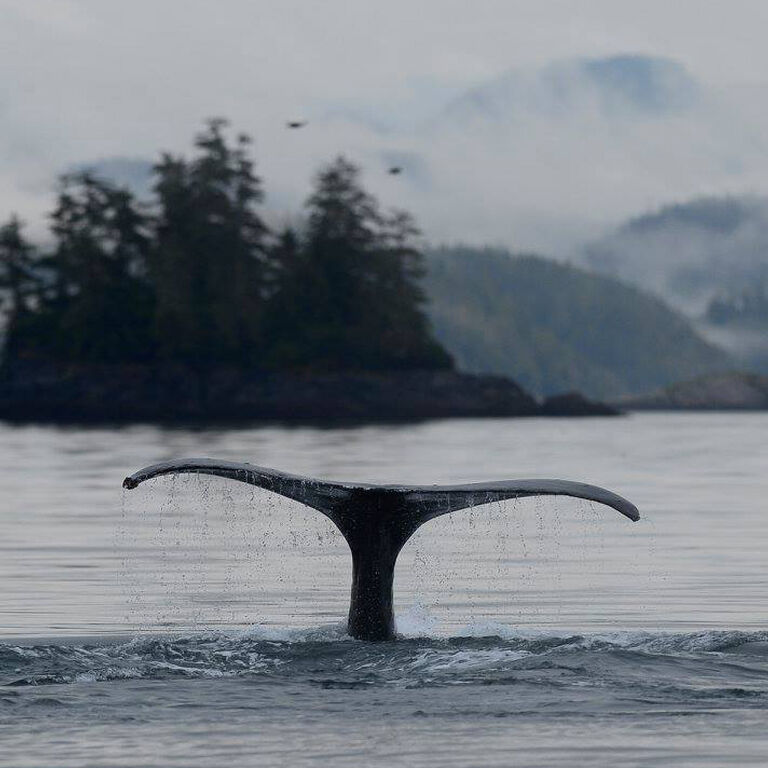 Ocean Ecoventures Whale & Wildlife Adventures