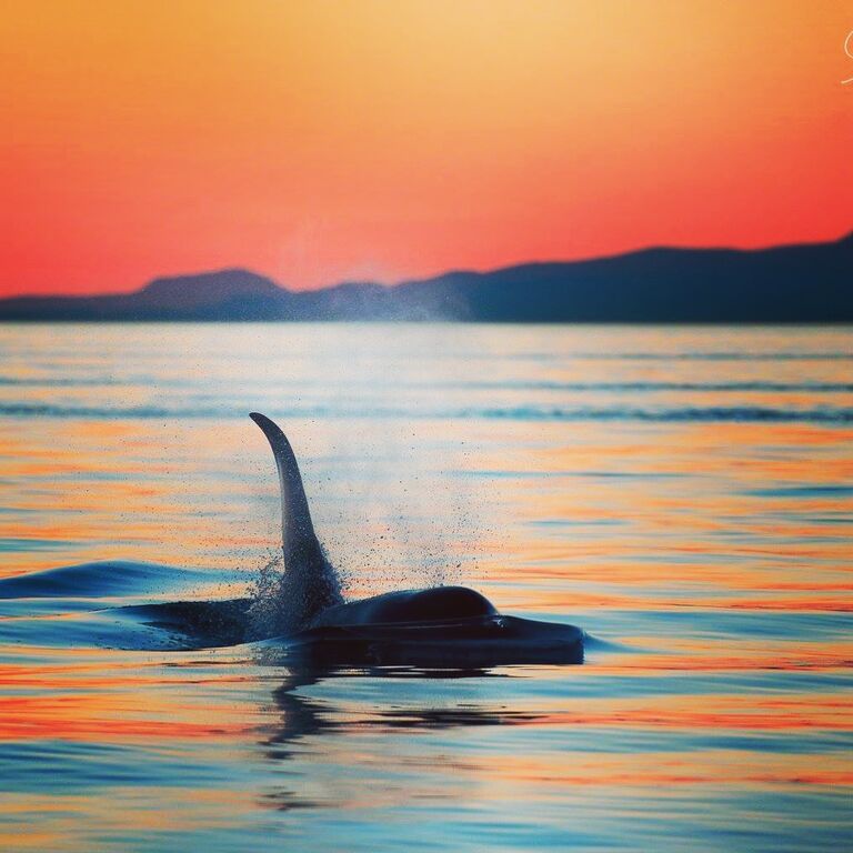 Ocean Ecoventures Whale & Wildlife Adventures